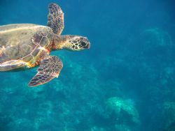 Green Sea Turtle, Olawalu, Maui, HI by Lee Howard 
